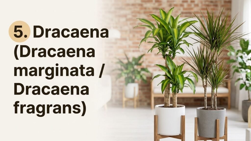 Dracaena